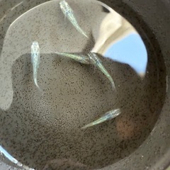 グリッター蒼　若魚　産卵中　めだか　5匹の画像