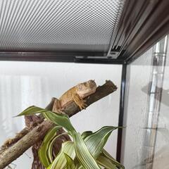 クレス等の飼育セットの画像