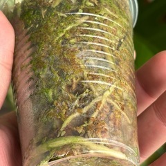 斑入りモンステラ　ボルシギアナ　ホワイトタイガー　観葉植物の画像