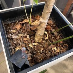 【8月22日に引き取れる方限定】カフェで使用していた観葉植物の画像