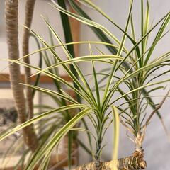 【8月22日に引き取れる方限定】カフェで使用していた観葉植物の画像
