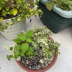 植物、鉢、肥料の画像