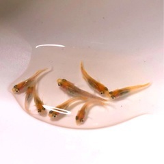 お話し中🌇新.かぐや🌇メダカ【幼魚若魚 ８匹 】の画像