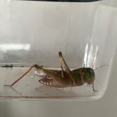 トノサマバッタの画像