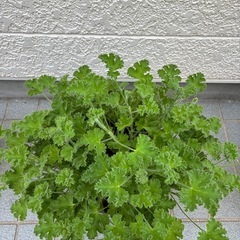 ゼラニウムの画像
