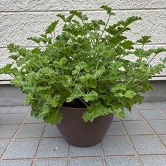 ゼラニウムの画像
