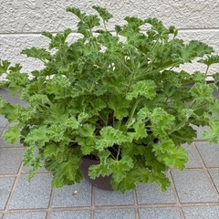 ゼラニウムの画像