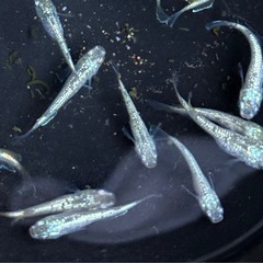メダカ　金平糖プラチナ15匹の画像