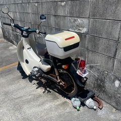 リトルカブ aa01の画像