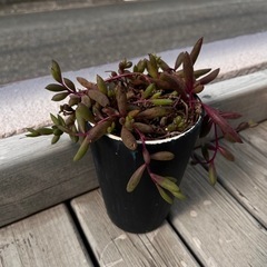 多肉植物  ルビーネックレスの画像