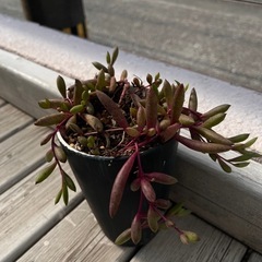 多肉植物  ルビーネックレスの画像