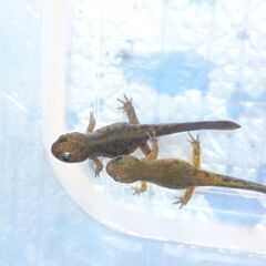 【 えぞさんしょううお第13弾 】 餌付け済みエゾサンショウウオ ♪ 体長6cmくらいを2匹で　 >(・＿・)<の画像