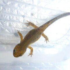 【 えぞさんしょううお第13弾 】 餌付け済みエゾサンショウウオ ♪ 体長6cmくらいを2匹で　 >(・＿・)<の画像