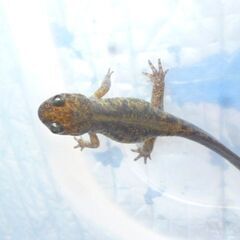 【 えぞさんしょううお第13弾 】 餌付け済みエゾサンショウウオ ♪ 体長6cmくらいを2匹で　 >(・＿・)<の画像