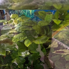 水草好きなだけお持ち下さいの画像