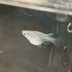 『ダルマ』メダカ　ミックス　若魚１０匹　１８００円の画像
