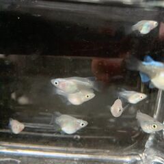 『ダルマ』メダカ　ミックス　若魚１０匹　１８００円の画像