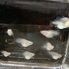 『ダルマ』メダカ　ミックス　若魚１０匹　１８００円の画像