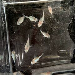『ダルマ』メダカ　ミックス　若魚１０匹　１８００円の画像