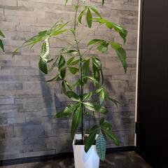 パキラ　観葉植物の画像