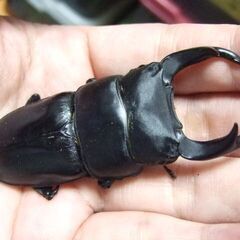 佐賀県産オオクワガタ ♂75.2ミリ ♀48ミリ ペアの画像
