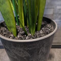 サンスベリア　観葉植物の画像