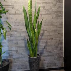 サンスベリア　観葉植物の画像
