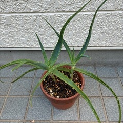 木立アロエの画像