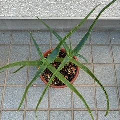 木立アロエの画像