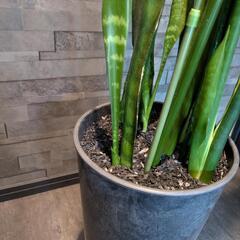 サンスベリア　観葉植物の画像