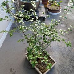 甘い匂いがするニオイカエデ(四角鉢)の画像