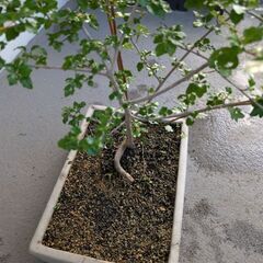 甘い匂いがするニオイカエデ(四角鉢)の画像