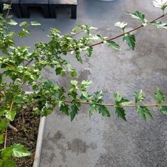 甘い匂いがするニオイカエデ(四角鉢)の画像