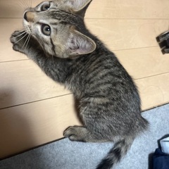 キジトラ　男の子　2ヶ月