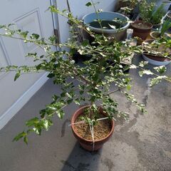 甘い匂いがするニオイカエデ(丸鉢)の画像