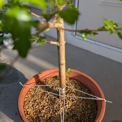 甘い匂いがするニオイカエデ(丸鉢)の画像