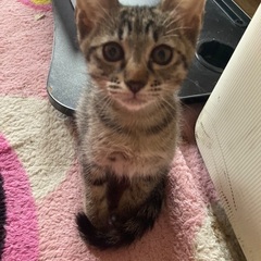 キジトラ､ハチワレ