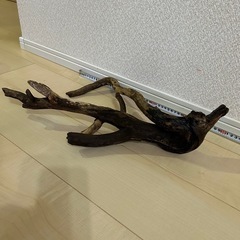 流木の画像