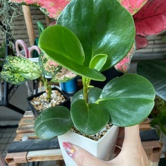 鉢ごと　観葉植物　アグラオネマ大　アグラオネマ小　ペペロミアのセット屋外バキバキ観葉植物の画像