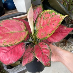 鉢ごと　観葉植物　アグラオネマ大　アグラオネマ小　ペペロミアのセット屋外バキバキ観葉植物の画像