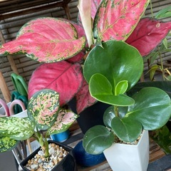 鉢ごと　観葉植物　アグラオネマ大　アグラオネマ小　ペペロミアのセット屋外バキバキ観葉植物の画像