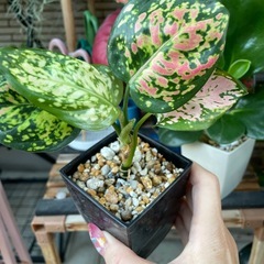 鉢ごと　観葉植物　アグラオネマ大　アグラオネマ小　ペペロミアのセット屋外バキバキ観葉植物の画像