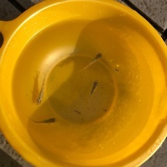 メダカ　　サファイア　成魚の画像