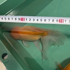 ジャンボ獅子頭　ペア金魚の画像