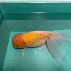 ジャンボ獅子頭　ペア金魚の画像
