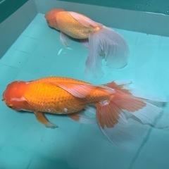 ジャンボ獅子頭　ペア金魚の画像