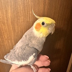 オカメインコ(♂♀ペア)