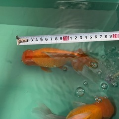 ジャンボ獅子頭の画像