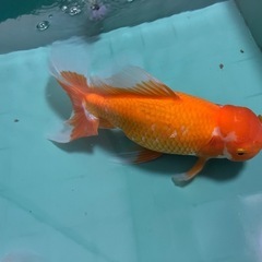 ジャンボ獅子頭の画像