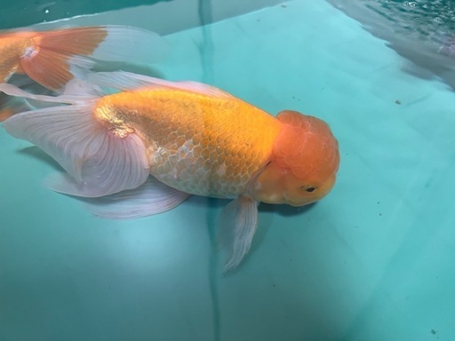 ジャンボ獅子頭